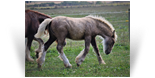 ~Koura Parakoure~ '17 Palomino Filly out of Ame - Keeper for Northern Lights